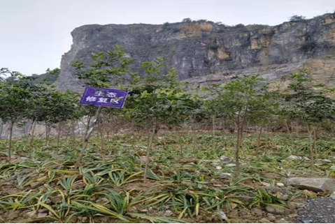 渠县深入推进卷硐山片区露天矿山综合整治1.png